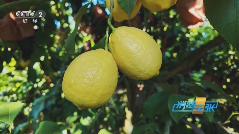 《消费主张》 20251224 消费暴增、供不应求，柠檬为何成为水果顶流？