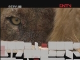 动物猎杀现场（五）[自然传奇] 20120227