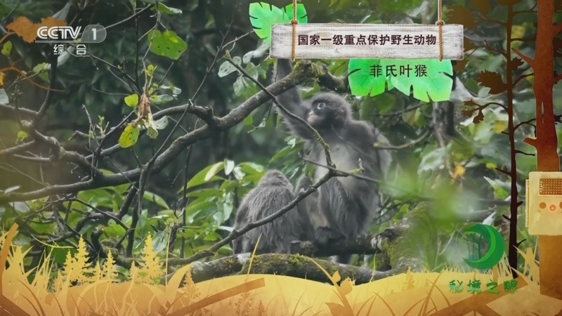 秘境之眼 《秘境之眼》 菲氏叶猴 20230805