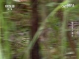 自然传奇 《自然传奇》 20170723 鳄鱼袭人事件