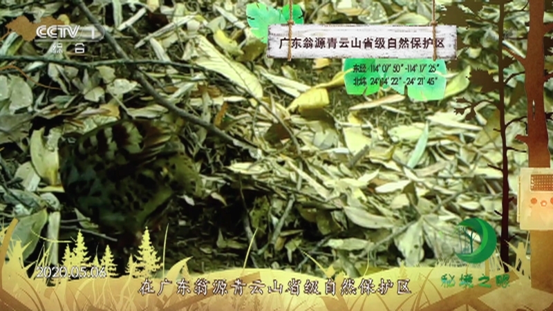 《秘境之眼》 白眉山鹧鸪/山斑鸠/虎斑地鸫 20210722