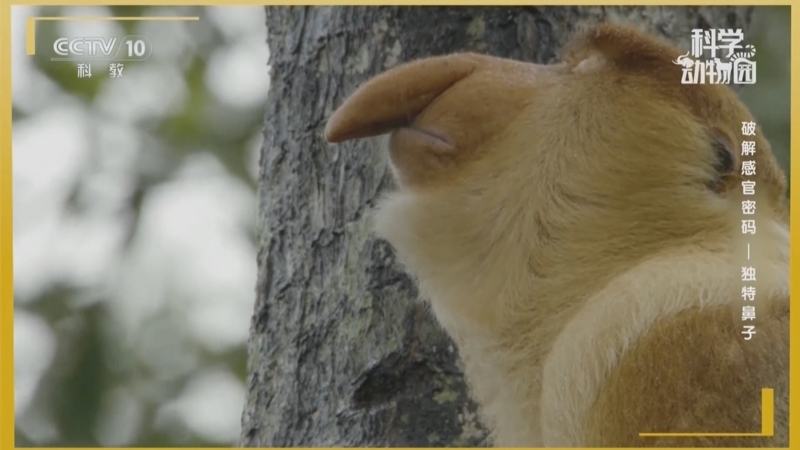 《科学动物园》 20251117 破解感官密码——独特鼻子