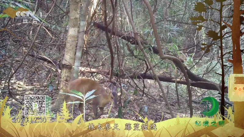 《秘境之眼》 小麂 20210815