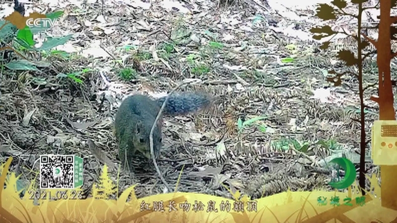 秘境之眼 《秘境之眼》 红腿长吻松鼠 20220625