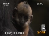 远方的家 《远方的家》特别节目《高原之美》高原上的动物乐园 20150909