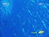 人与自然 《人与自然》 20150801 自然发现：大堡礁——大自然的奇迹（上）