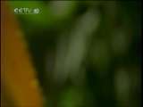 自然传奇 动物高手之爬行高手 自然传奇20101214