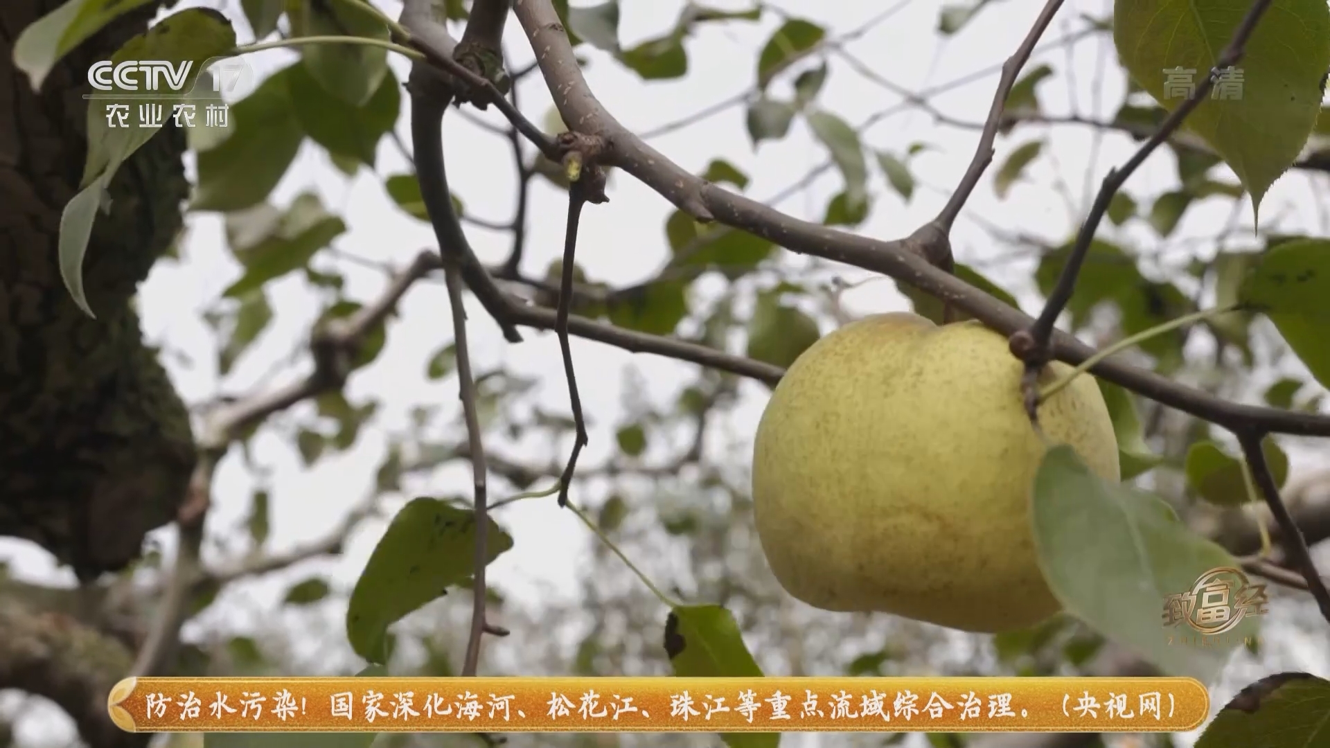 《致富经》 20211119 胆大媳妇 险中求财