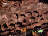 人与自然 《人与自然》 20141129 自然发现：捕食者的本能-利嘴钢牙（下）
