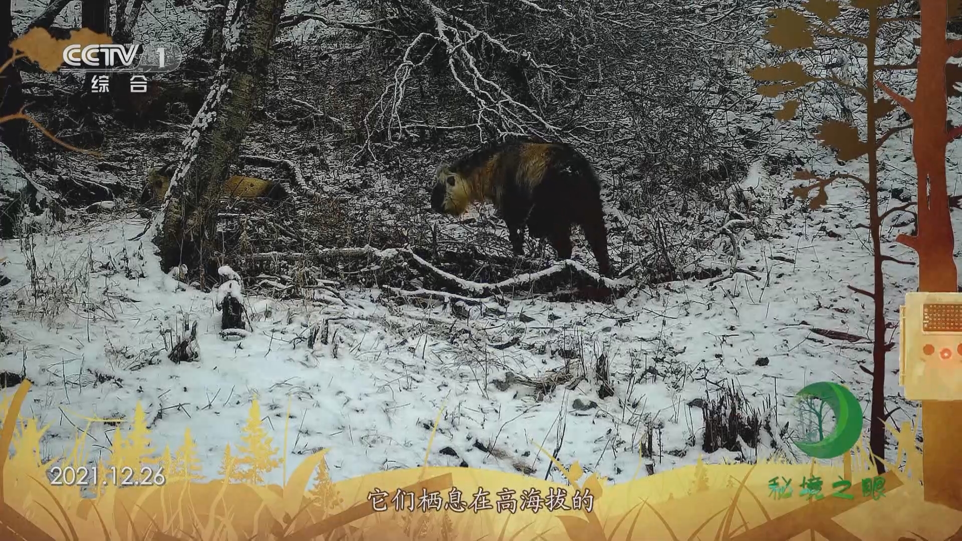 秘境之眼 《秘境之眼》 四川羚牛 20230622