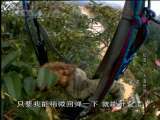 动物世界 动物世界 天蓬世界（下）