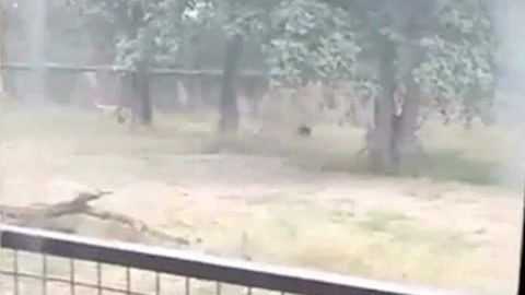 网罗天下 男子被两只狮子咬死