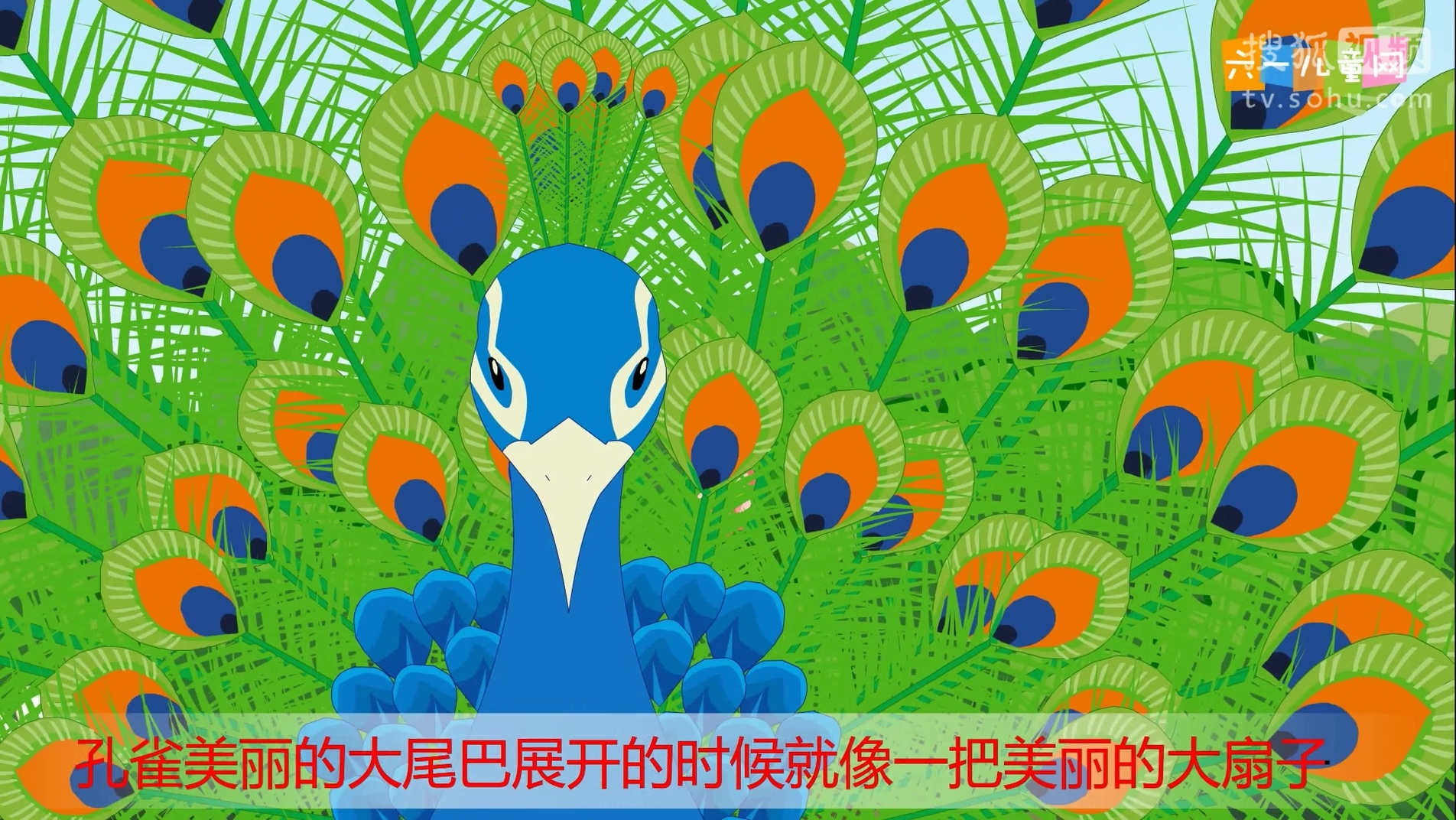 嘟拉十万个为什么 为什么孔雀会开屏?