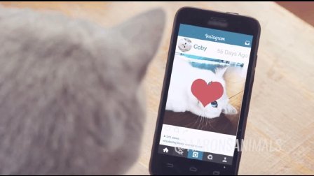 猫男AaronsAnimals 第一季 偷看别人的朋友圈 却不小心点了赞 19