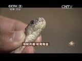 致富经 《致富经》 20150602 与蛇共眠 蛇窝掏金