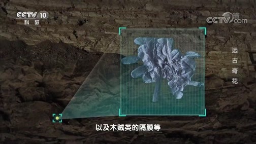 地理中国 《地理中国》 20190721 百年地理大发现 远古奇花