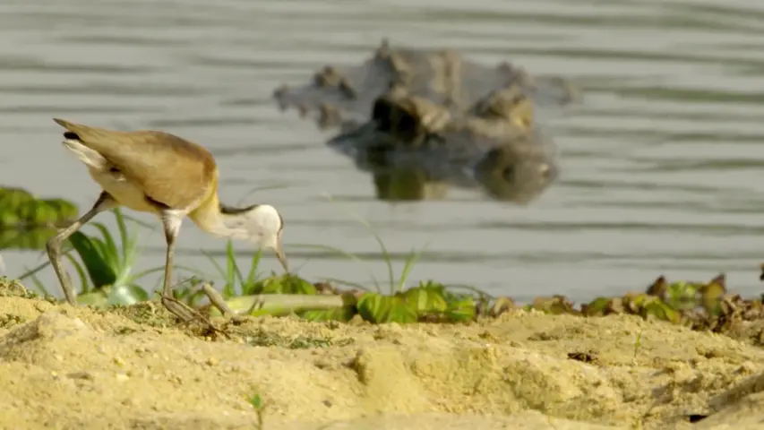 《伟大的河流》第2集