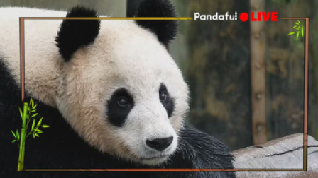 熊猫慢直播|和胖大福一起记录地球的每张笑脸