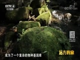 远方的家 《远方的家》 国家公园（10） 东北虎豹国家公园 王者归来 20180829
