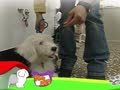 狗狗日记 第103天 跟着妈咪走