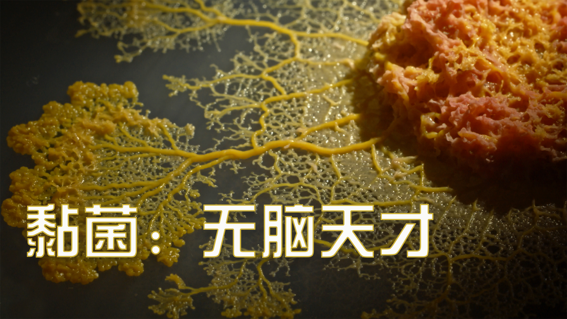 单细胞的智能世界