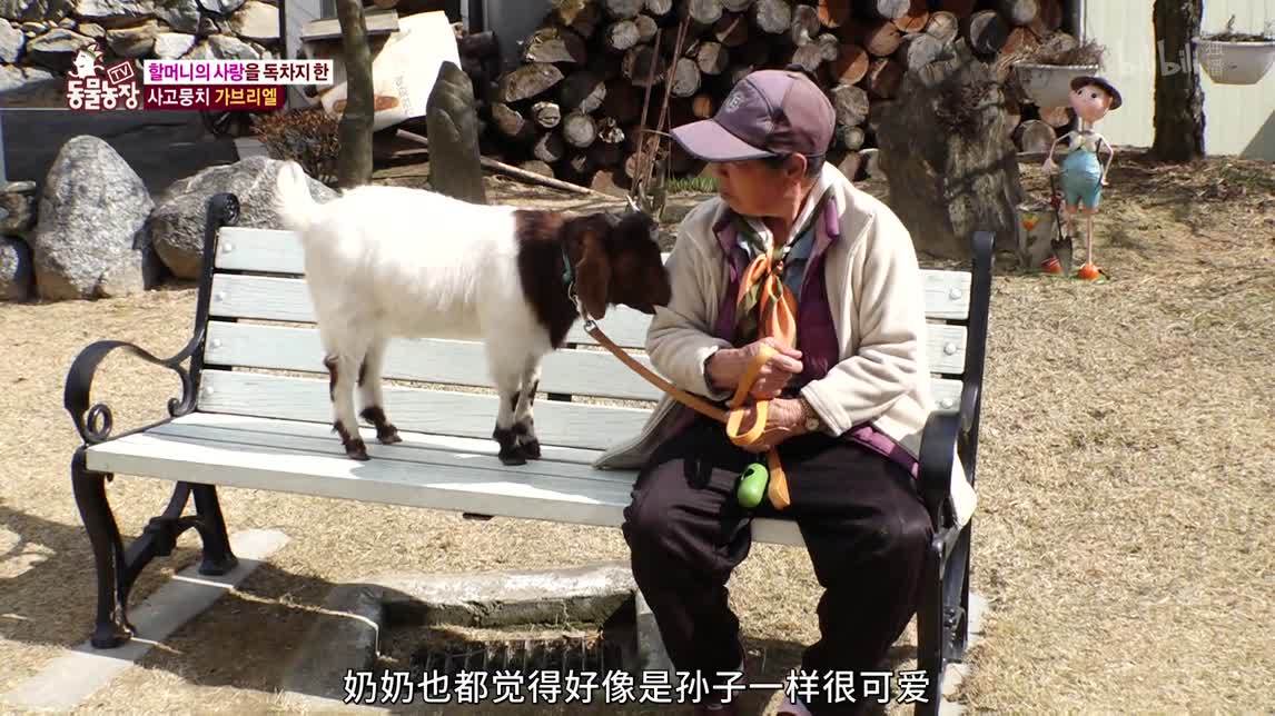 动物农场2020 与伴侣山羊同居生活