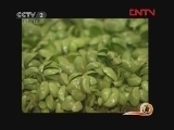 生财有道 《生财有道》 20120329 小小苗菜铺就致富路