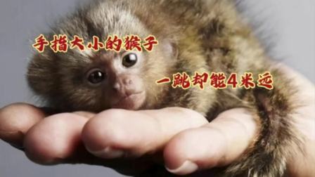 手指大小的猴子，一跳却能跳出四米远