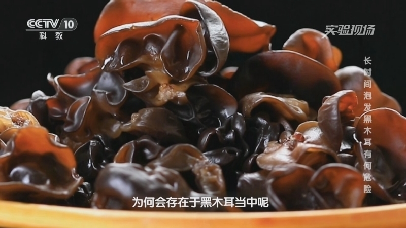实验现场 《实验现场》 20240831 长时间泡发黑木耳有何危险