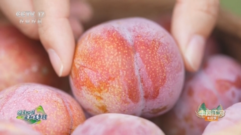 《沿着地图看和美乡村》 20240922 丰收地图 永泰有李 共享梅好