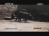 生财有道 《生财有道》 20141111 纵横高原的蕨麻猪