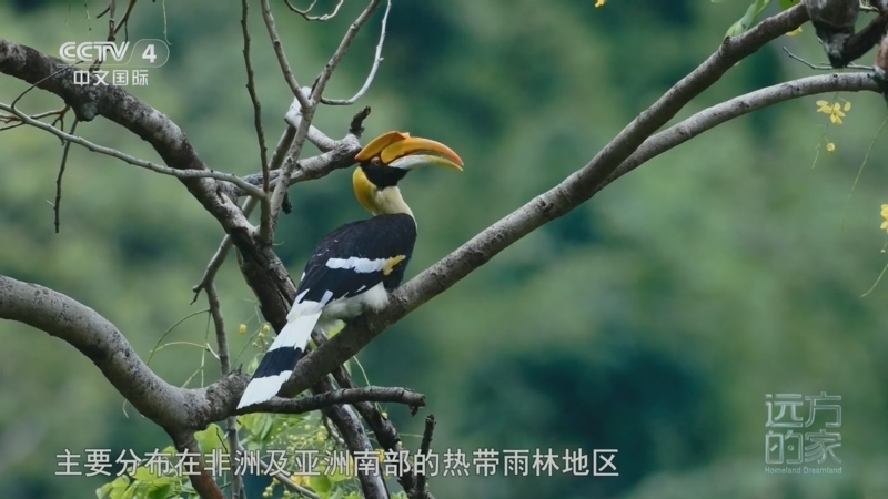 远方的家 《远方的家》 20260126 山河锦绣看中国 山水相依 多彩德宏
