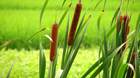 农村水里的野草，可以用来编织造纸