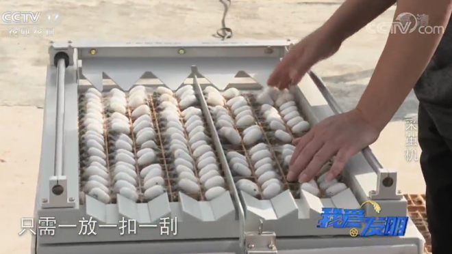 我爱发明 《我爱发明》 20200327 采茧机