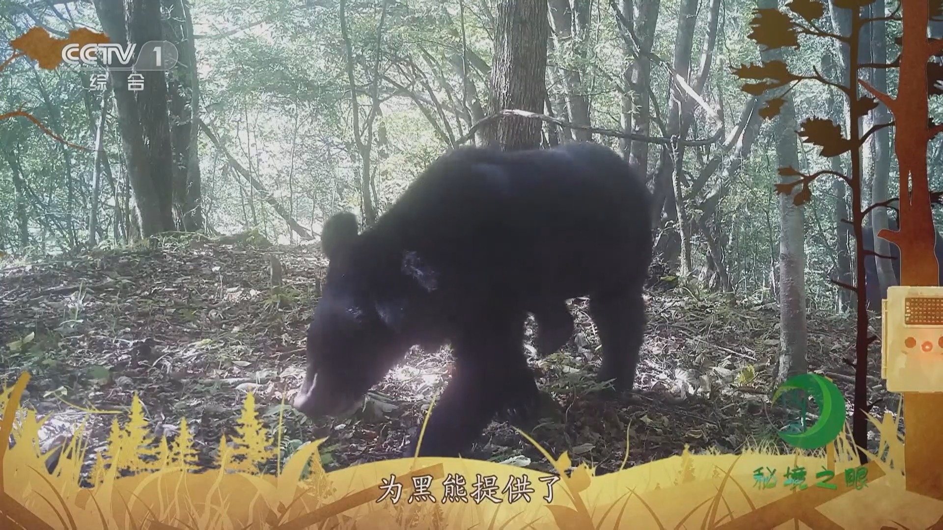秘境之眼 《秘境之眼》 黑熊 20231113