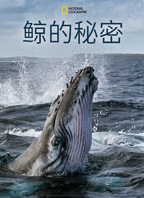 鲸的秘密第一季（Secrets of the Whales）中文版 海报