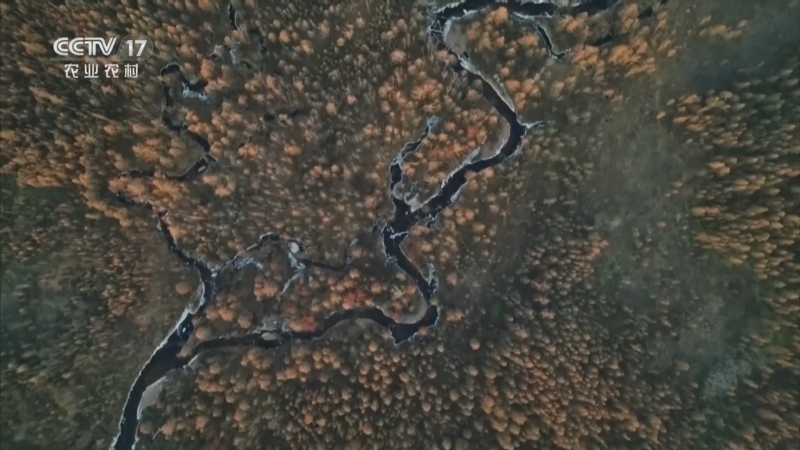 《乡土中国》 20260313 乡间春味 第4集