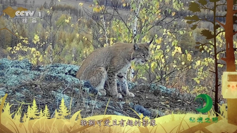 秘境之眼 《秘境之眼》 猞猁 20230609