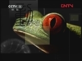 动物世界 《动物世界》 20120331