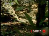 自然传奇 动物高手之用计高手（下） 自然传奇20101217