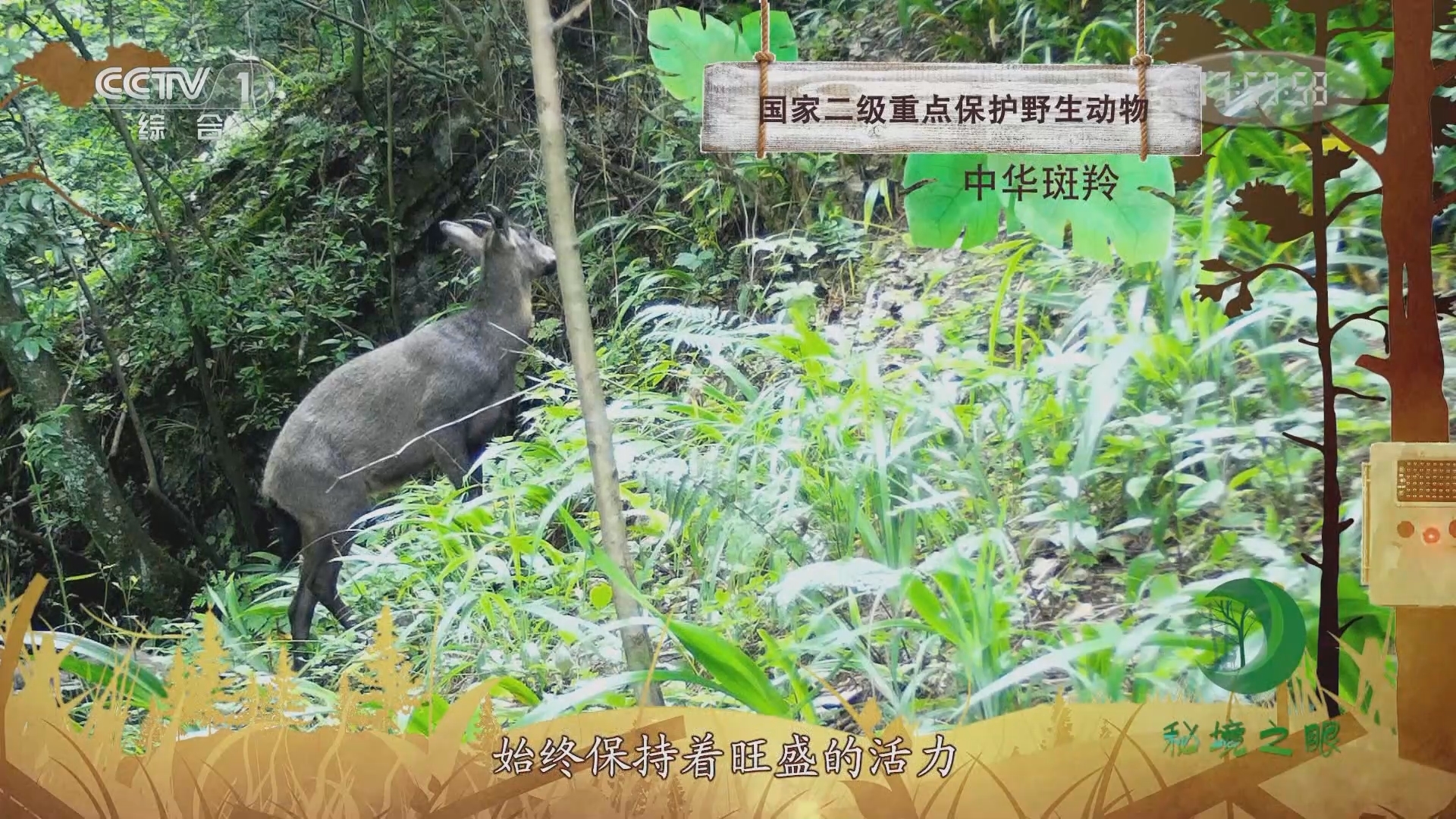 秘境之眼 《秘境之眼》 中华斑羚 20230822
