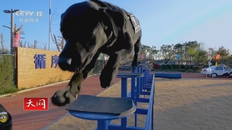 《天网》 20251230 谁与争锋（1）