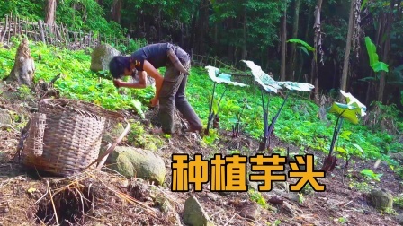 原始丛林人苏门答腊 第二季 东南亚荒野求生，新一季芋头开始种植，忙碌的田园生活