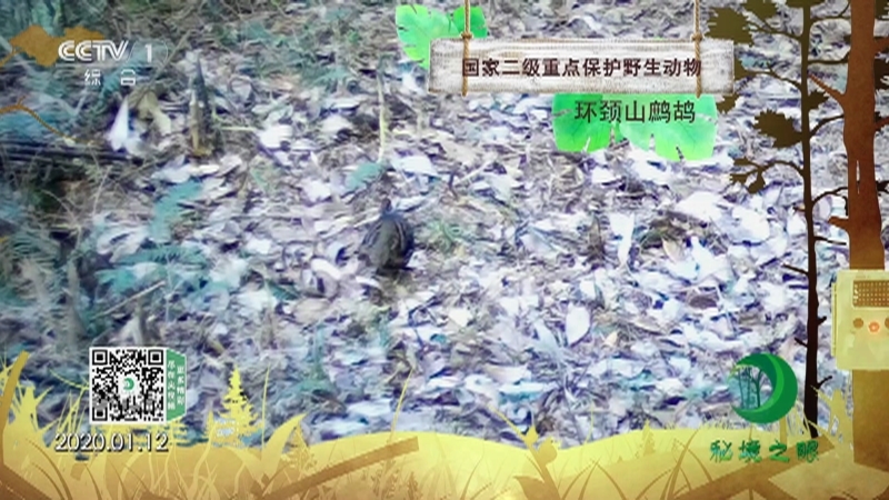 秘境之眼 《秘境之眼》 环颈山鹧鸪 20230309