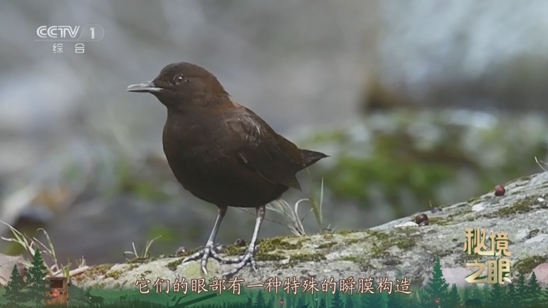 秘境之眼 《秘境之眼》 褐河乌 20250726