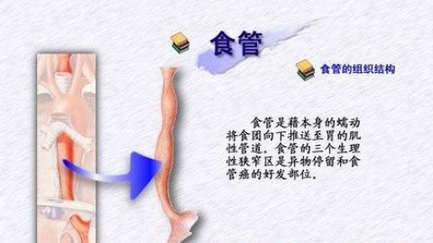 健康诊聊室 你了解你的食管吗？