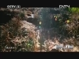 魅力纪录（CCTV-1综合频道） 《魅力纪录》 20120724 《体育的力量》 第二集 篮球之乡