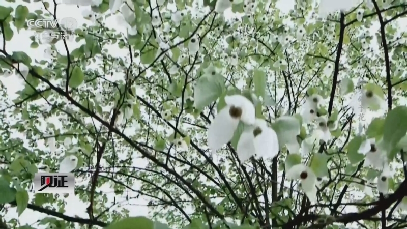见证 《见证》 20230319 秘境鸽子花