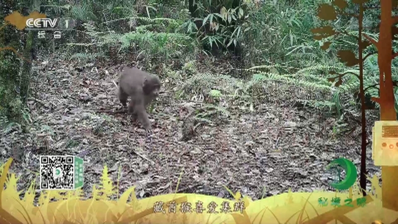 《秘境之眼》 藏酋猴 20211031