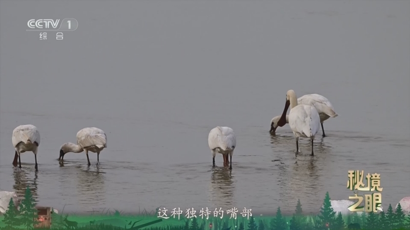 《秘境之眼》 白琵鹭 20260110